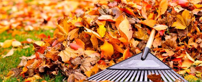 Can I Wait Until December for Lawn Care? Do This, Skip That- Turf Rain
