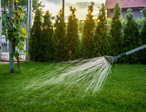 Drowning Your Turf: The Hidden Signs of Overwatering (And Why Manual Watering is Ruining Your Lawn)
