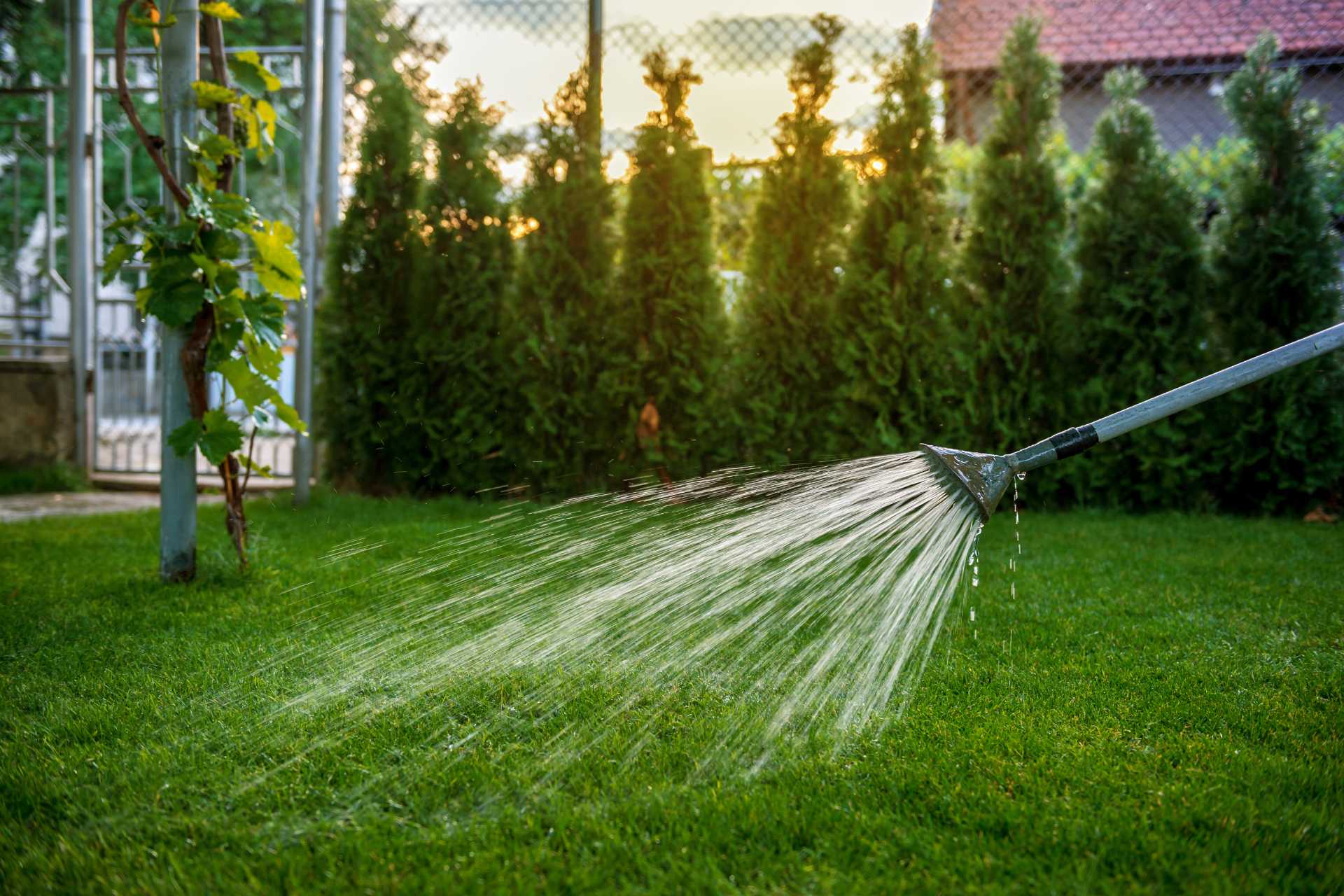 Drowning Your Turf: The Hidden Signs of Overwatering (And Why Manual Watering is Ruining Your Lawn) - Turf Rain