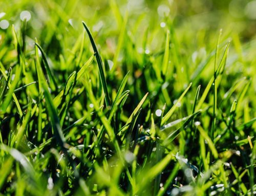 Northern Green: The Best Canadian Grass Varieties for Smart Irrigation