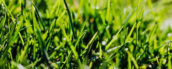 Northern Green: The Best Canadian Grass Varieties for Smart Irrigation - Turf Rain