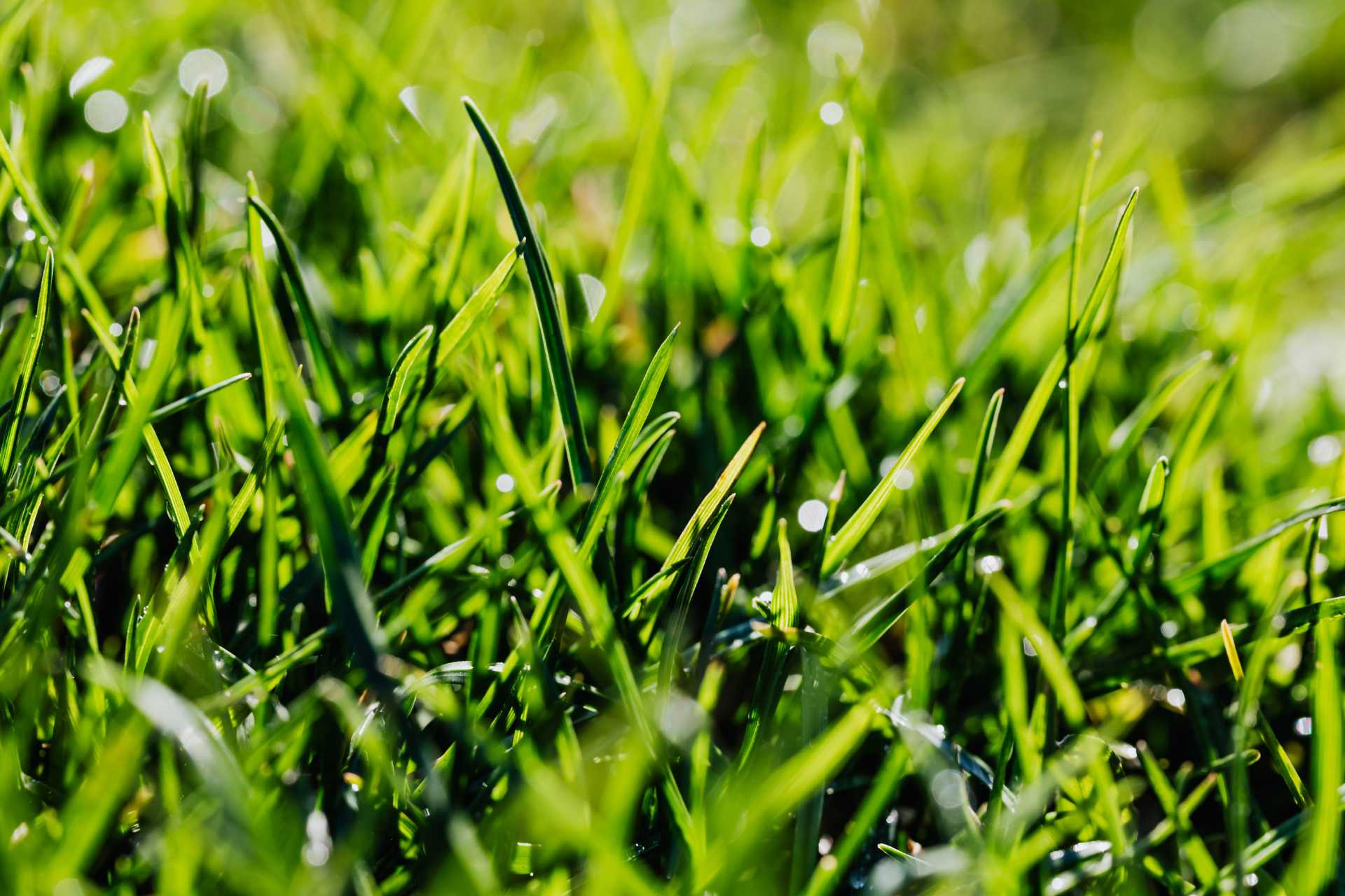 Northern Green: The Best Canadian Grass Varieties for Smart Irrigation - Turf Rain