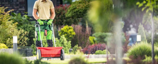 A professional landscaper spreading granular fall fertilizer across a residential green lawn.